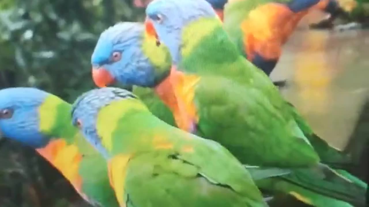 WHATS UP PARROTS