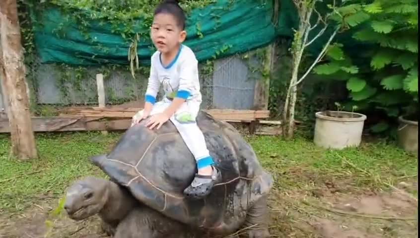 This Turtle is so big, the boy rode it in the yard