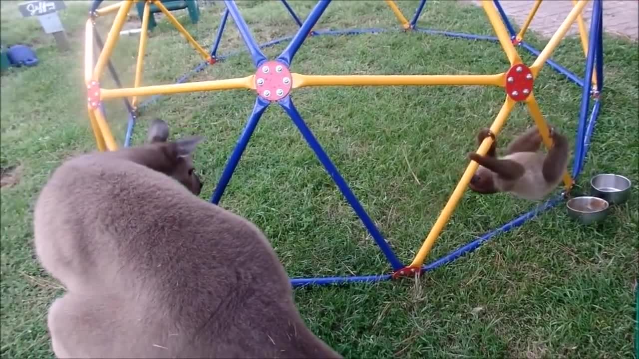 Baby sloths compilation