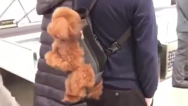 This puppy was carried on the back of the owner, I thought it was a backpack.