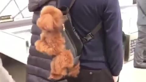 This puppy was carried on the back of the owner, I thought it was a backpack.
