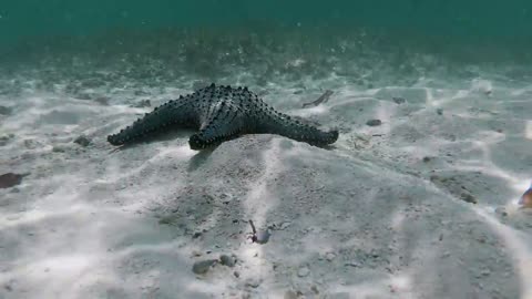 Star fish moving under the sea #starfish