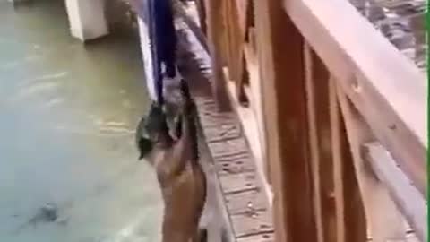 The dog was saved narrowly