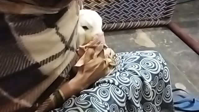 Got babby drinking milk from his owner like mom