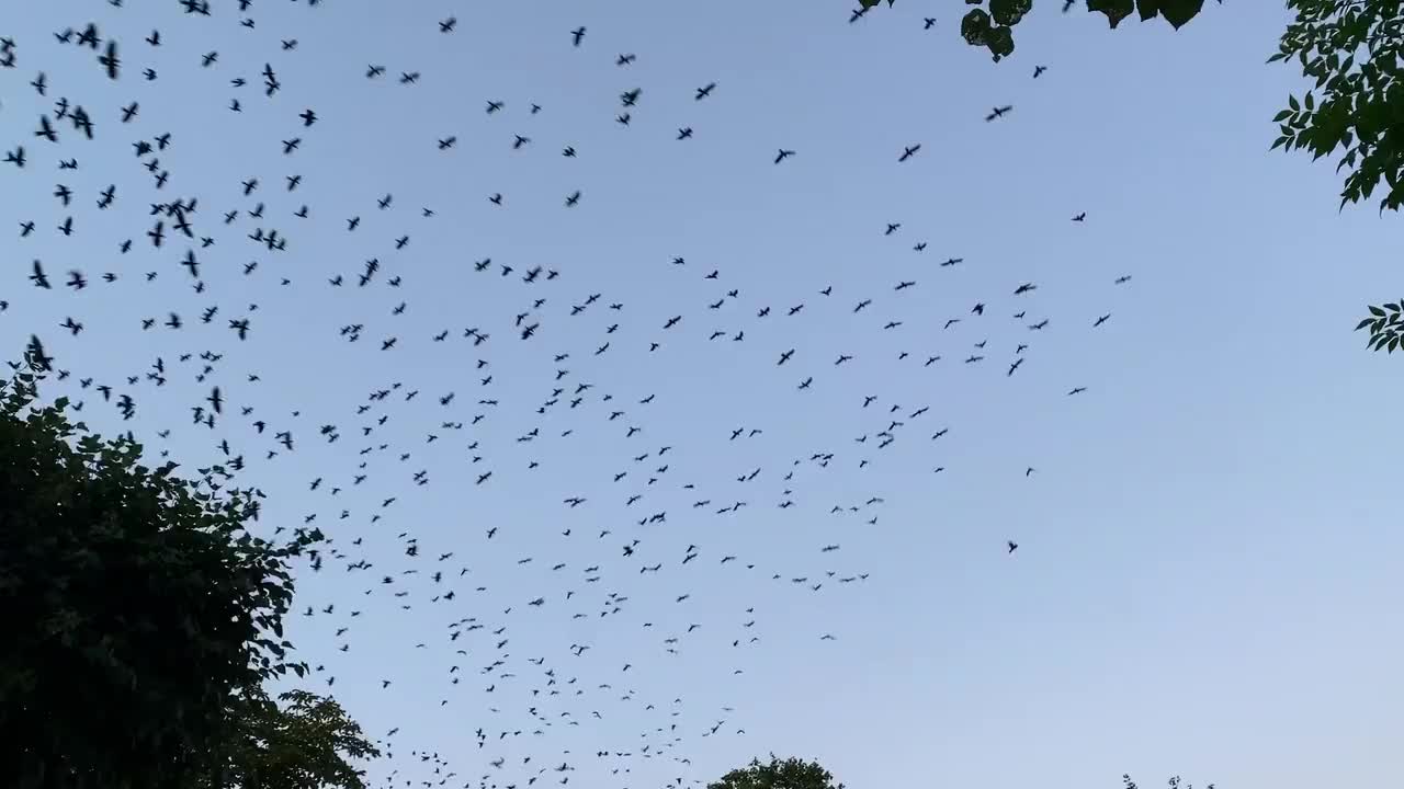 Birds