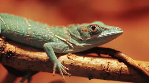 green lizard close up bright video beautiful combination of color