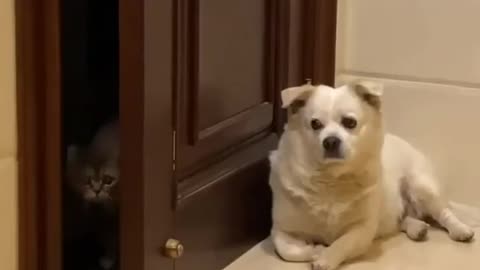 cat open door in back side dog