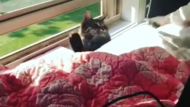 Collab copyright protection - cat stuck between window and bed