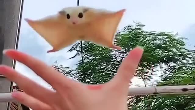 Cutest animal ever. I believe i can fly