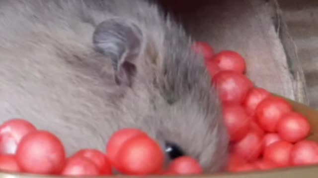 Funny hamster CHIP ...