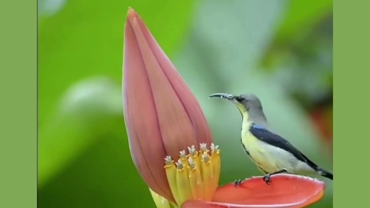 Ooru kootu killi song