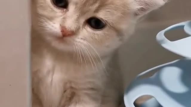 Cat Crying