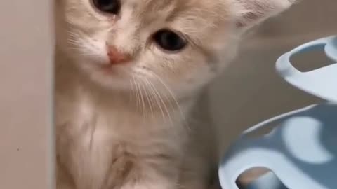 Cat Crying