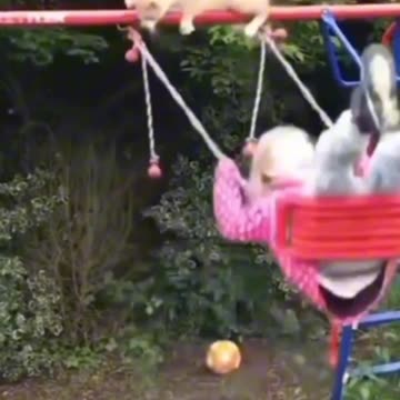 funny animal video. funny cat and dog video