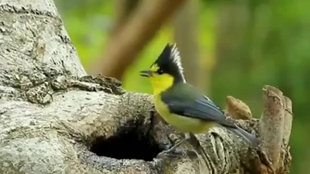 Oiseaux beaux et élégants