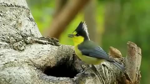 Oiseaux beaux et élégants