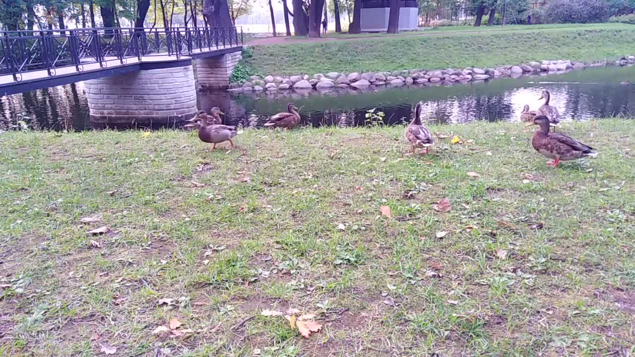 Feeding ducks