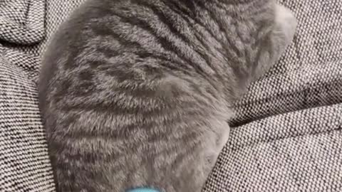 Funniest Cats and Dogs 🐱🐶