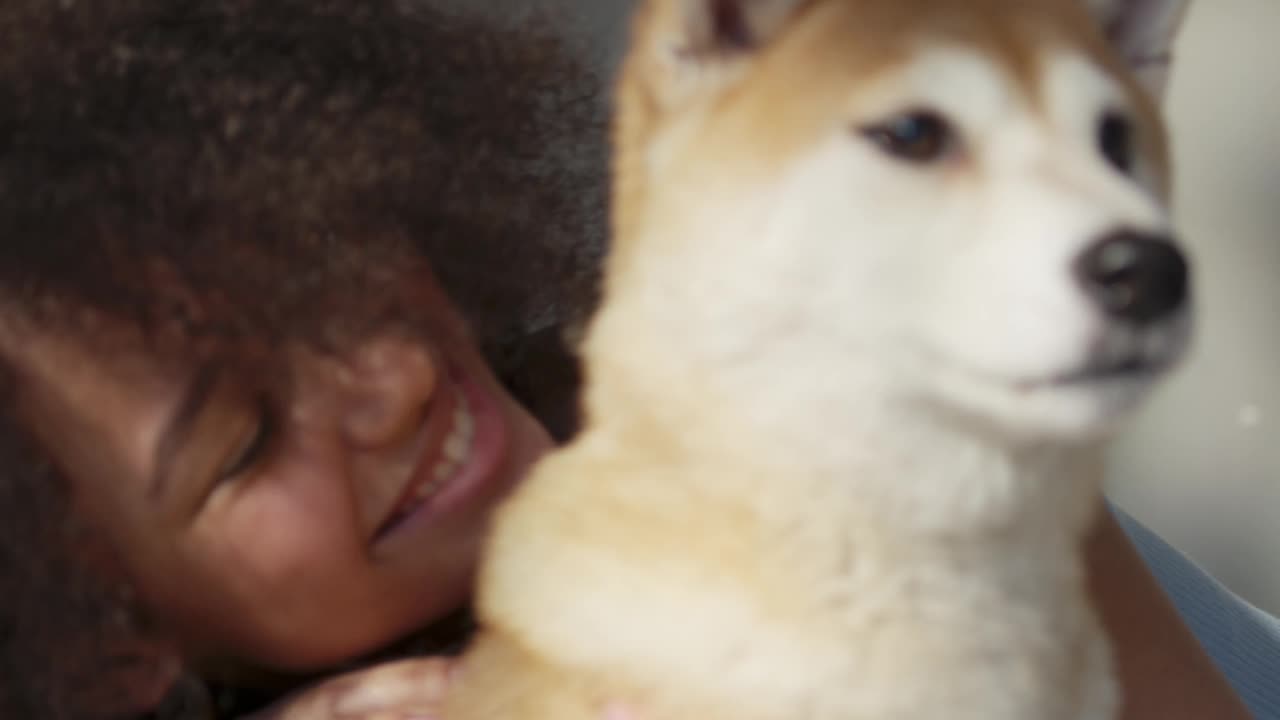 Playful cute dogs