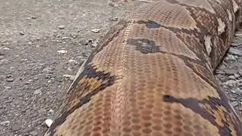 python snake love very impressive video