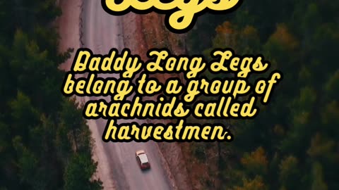 Animal Facts Daddy Long Legs #shorts