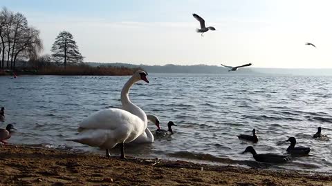 gull