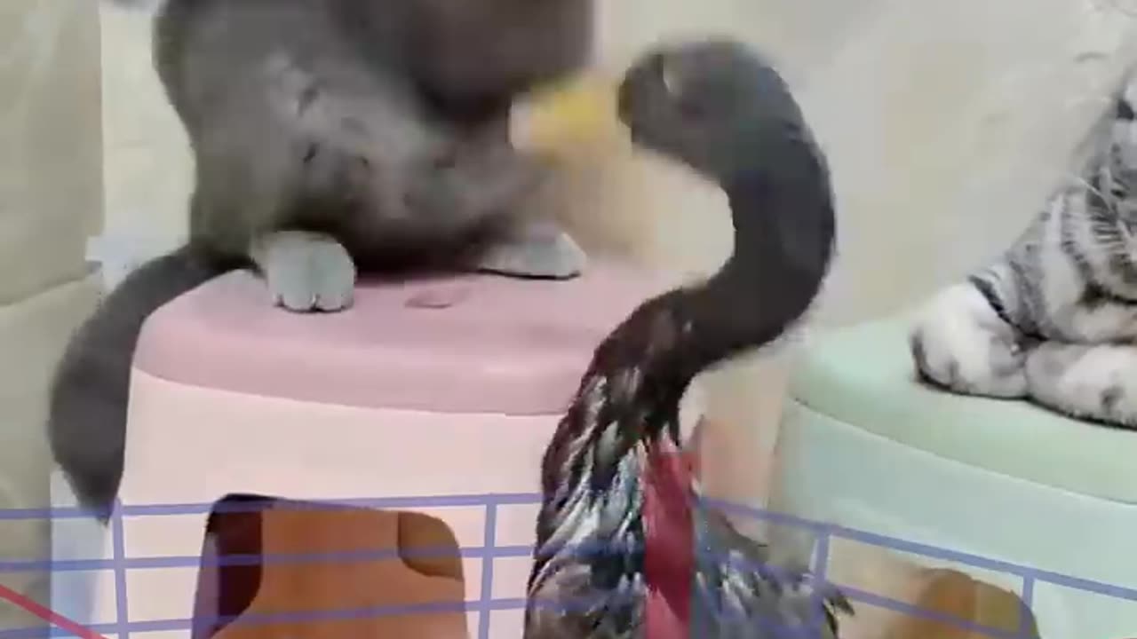 Cat vs Duck fight round:-1