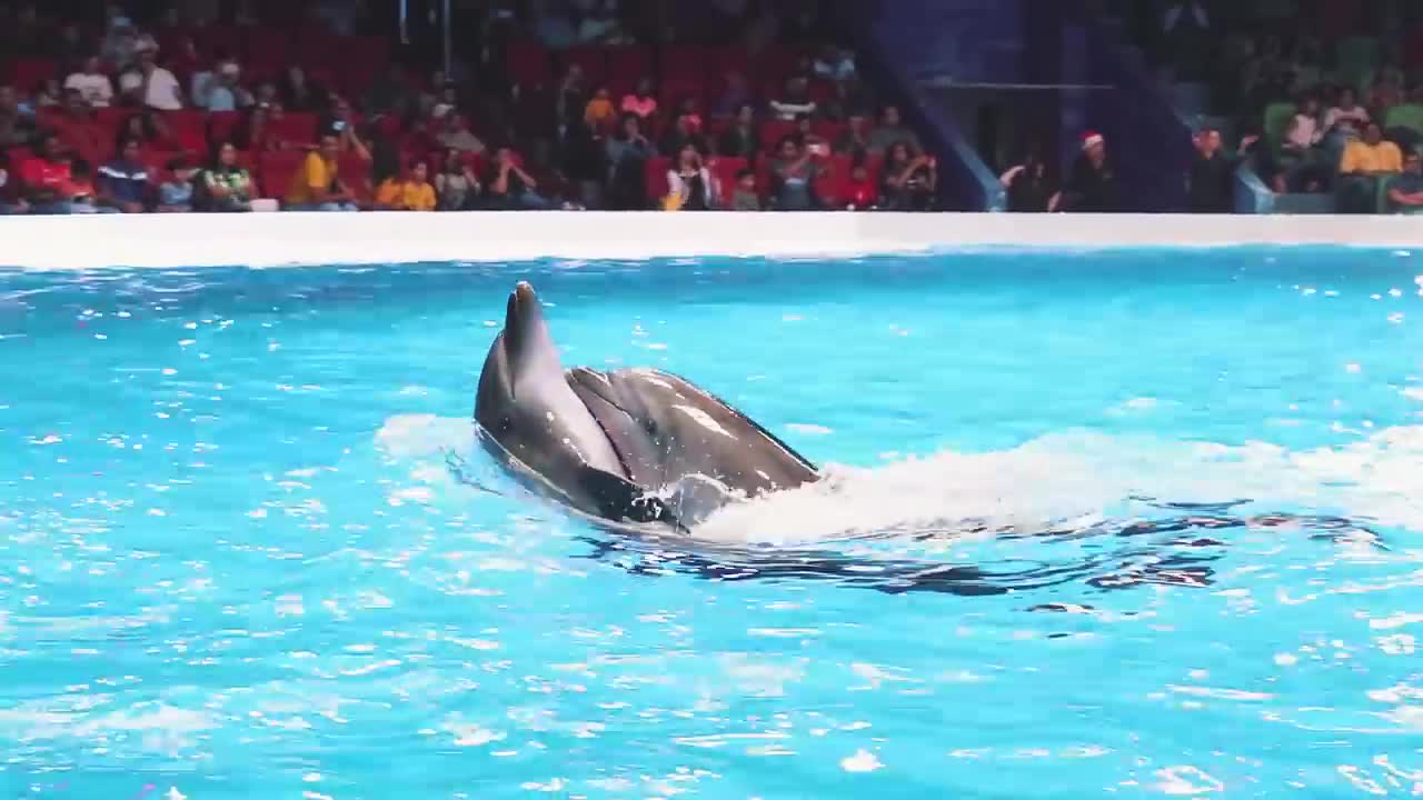 Best of Dubai Dolphin Show at Dubai Dolphinarium 2020 ◕‿◕