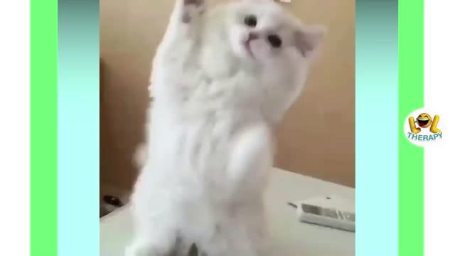 funny cat videos too cute #28