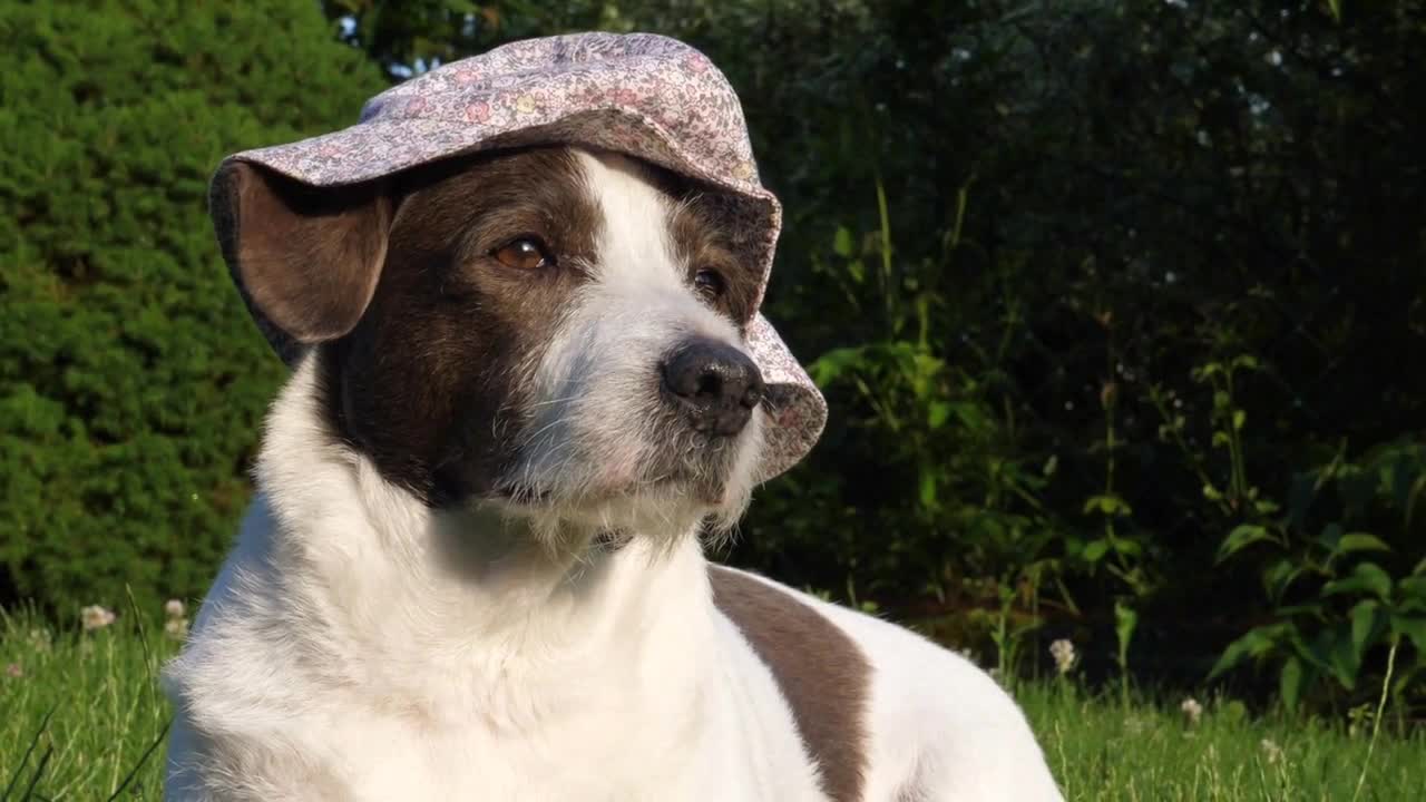 Adorable beautiful white and brown dog in funny bucket hat relaxing on sunny day at park