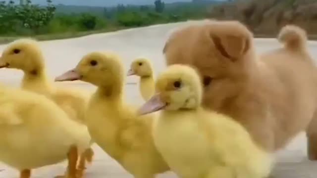 Puppy Play with Duckling