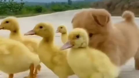 Puppy Play with Duckling