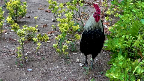 Cock or Rooster Bird Animal Feathers