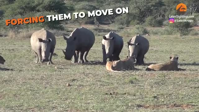 Watch as these curious rhinos mess with a pride of lions.
