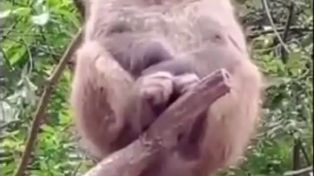 Funny monkey laughing