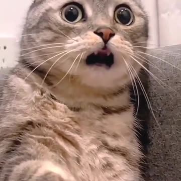 Funny Animal | The funniest Cat video with cutest face expression.