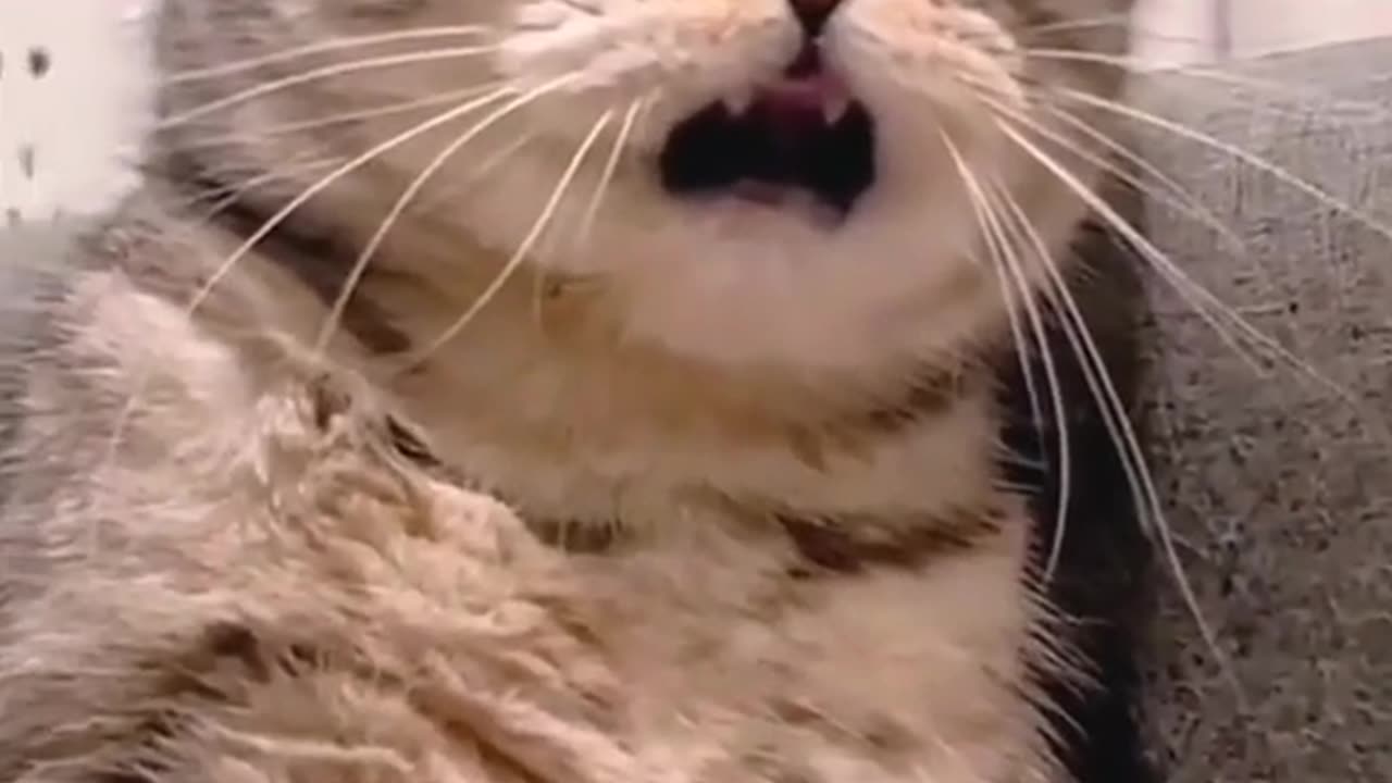 Funny Animal | The funniest Cat video with cutest face expression.