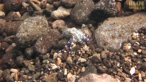 Blue-Ringed Octopus bites back!