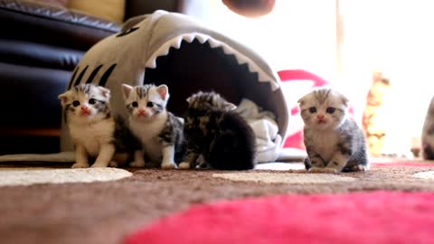 Adorable Kittens Hanging Out