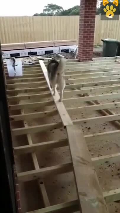 This is honey dogs😏