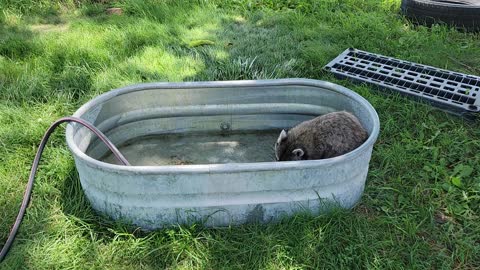 Jerry in his pool!!