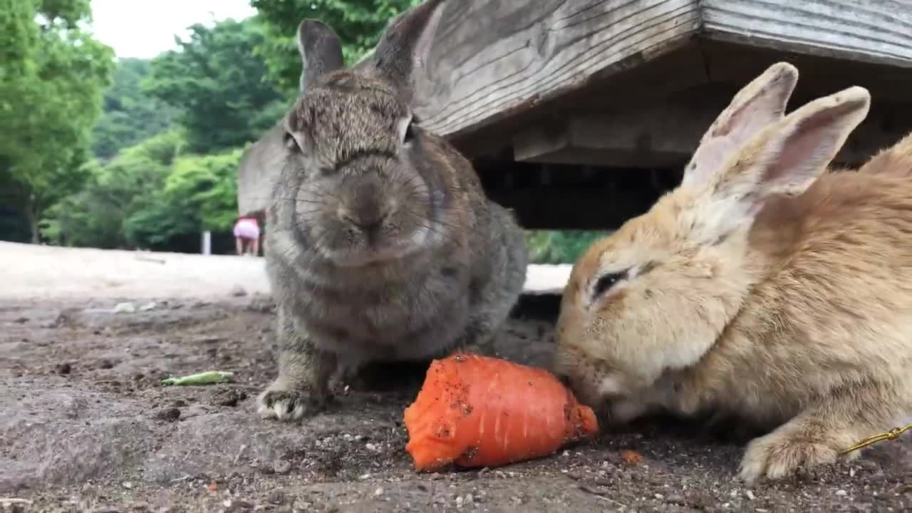 Rabbits eating carrot