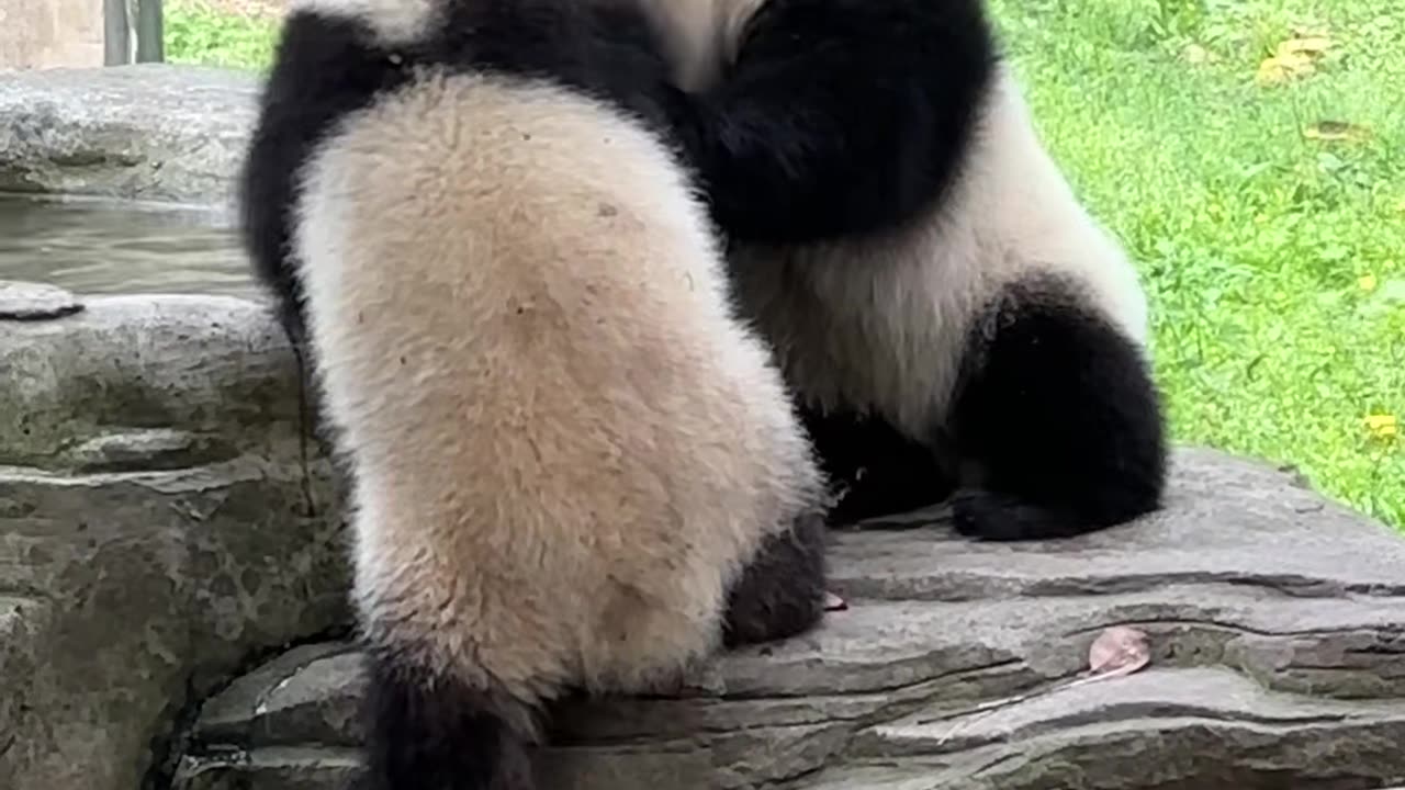 Funny Panda Brothers 🤣