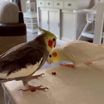 A pair of cockatiels eating pomegranate