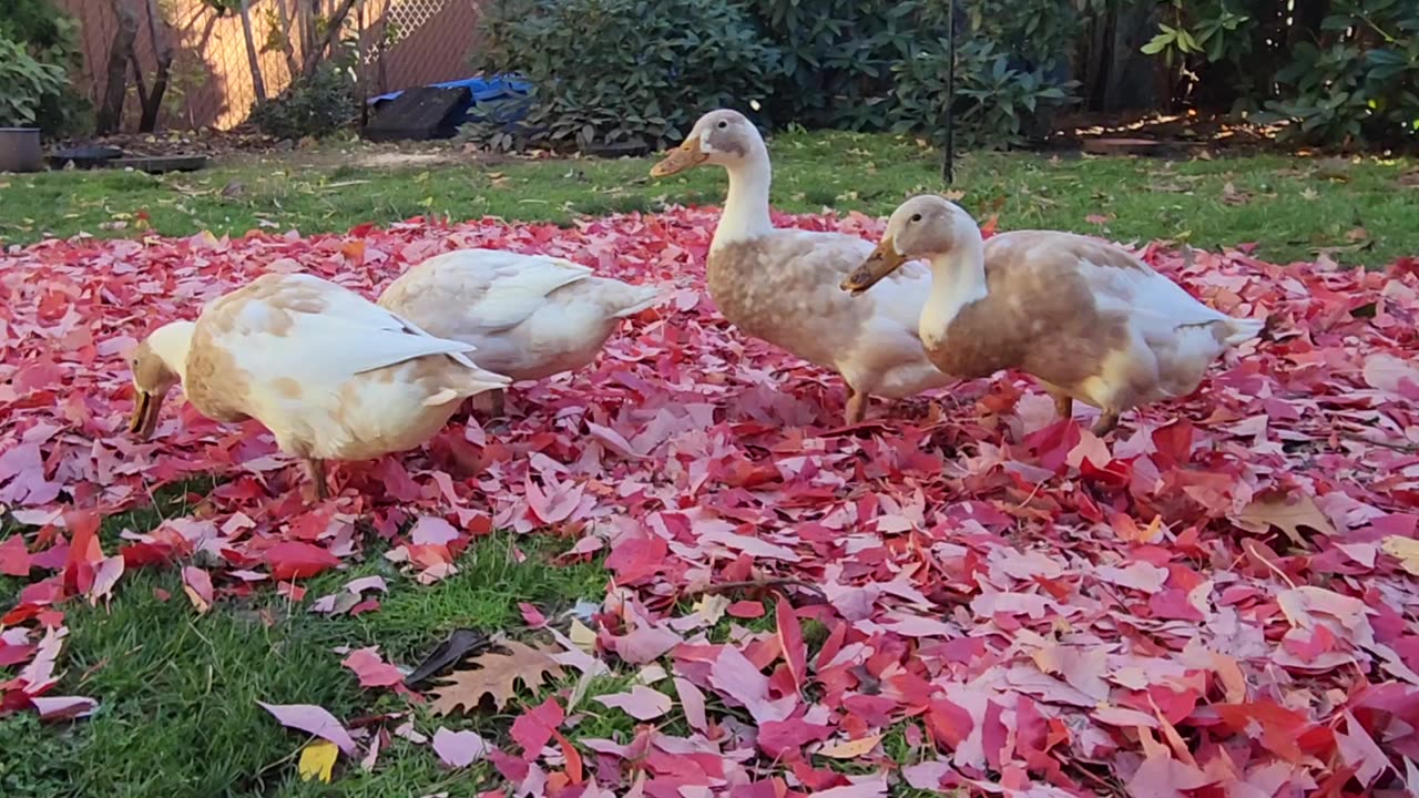 Turning Over New Leaves