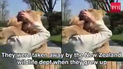 Watch: Lion duo reaction when reunited with their former caretaker