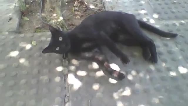 Gato preto deita no chão e tenta chamar atenção, ele é carinhoso! [Nature & Animals]