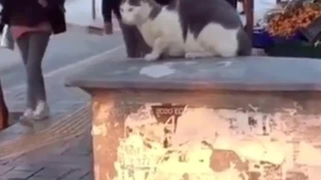 Gato ataca a la gente en la calle