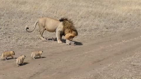 Lion dad playing with babies