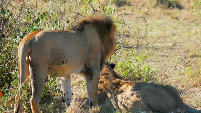 mating of Lion and lioness